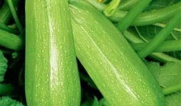 青岛吃瓜网红强,吃瓜界的“瓜王”崛起记